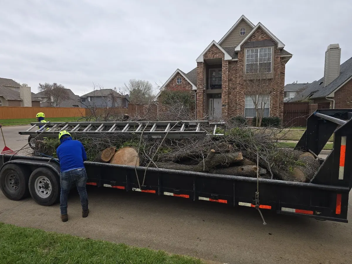 Expert Tree Removal with proper safety equipment in Lorraine